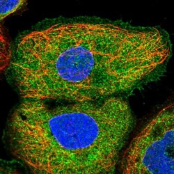 FLAD1 Antibody, Novus Biologicals 0.1mL; Unlabeled:Antibodies, Polyclonal